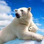 Sono l’Orso Polare