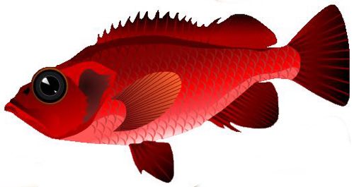 Vector collection of fish