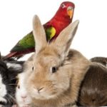 Animali da compagnia: Conigli, cavie, pesci e…